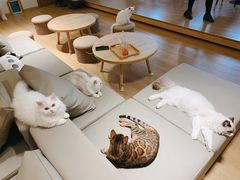 -猫腻·猫咖·撸猫馆(星光大道店)