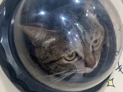 -四月宠物医院·猫专科·心脏专科·内科(转塘店)