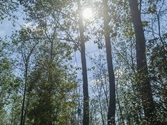 -合肥滨湖国家森林公园