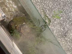 -大榕树下顺德菜(融创茂店)