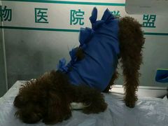 -美联众合动物医院·24h京西诊疗中心