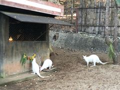 -清迈夜间动物园