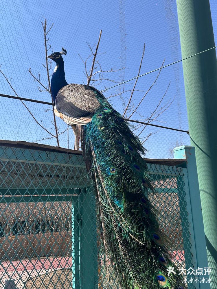乌鲁木齐动物世界太好玩了-大众点评