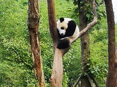 -都江堰中华大熊猫苑
