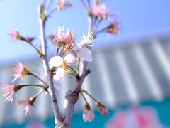 -龙大花卉苗木市场