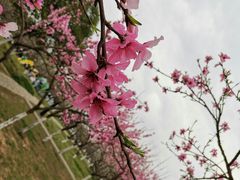 -洨河生态公园