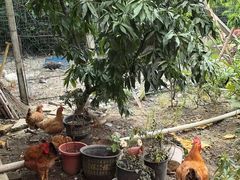 -老袁家蜜桃农场·阳山水蜜桃