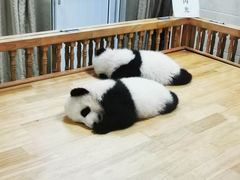 -成都保利公园皇冠假日酒店(熊猫基地店)