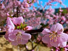 -大兴滨河森林公园