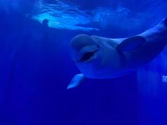 -多彩贵州城极地海洋世界