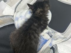 -嘉馨宠物医院·CT影像转诊·心脏科·犬猫全科诊疗中心(下沙大学城院区)