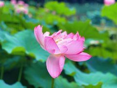 -陈家山荷花公园