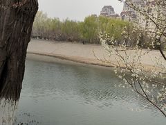 -桃花堤公园