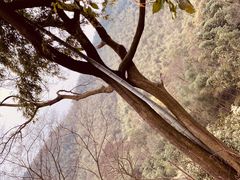 -东明山森林公园