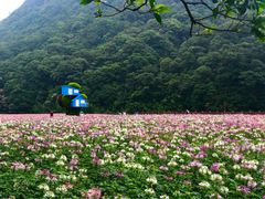 -广州市石门国家森林公园