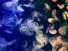 -成都浩海立方海洋公园