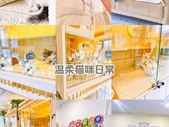-柚子猫舍·精品猫舍购猫·猫咪认养·购宠·宠物店