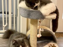 -猫大福·Fortune Cat猫舍(百子湾店)
