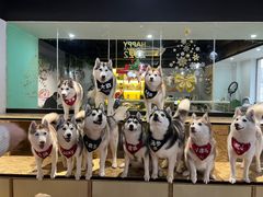 -Husky Go! 哈士奇体验馆·宠物咖啡厅狗咖