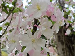 -海棠花溪(元大都城垣遗址公园)