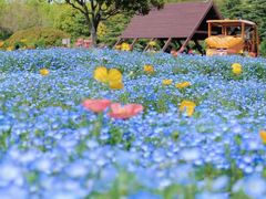 -上海滨江森林公园