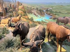 -陕西自然博物馆