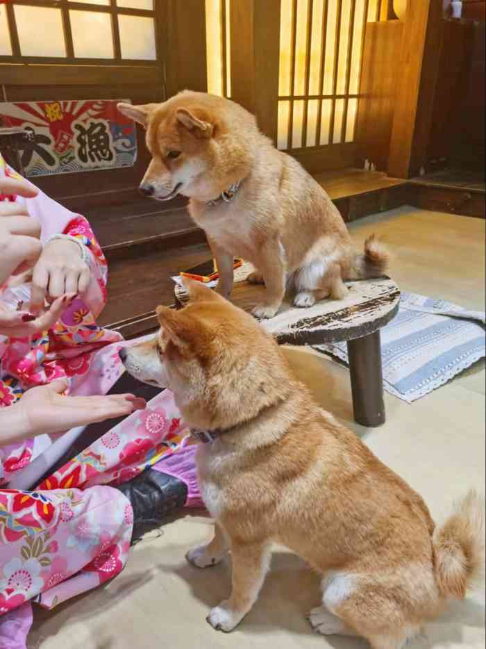 豆柴院子柴犬主题咖啡馆(三里屯旗舰店)-"忽然想撸狗仔子了,于是乎跟