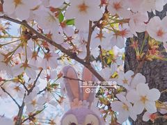 -顾村公园