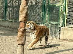 -上海野生动物园