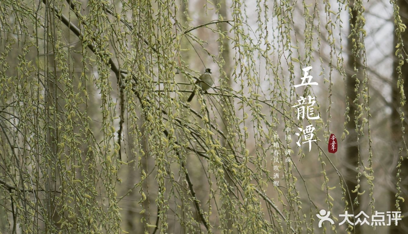 济南三月赏花指南丨五龙潭