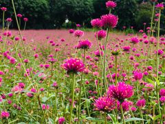 -松山湖梦幻百花洲