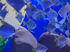 -烟台海昌鲸鲨海洋公园