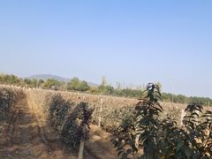 -北京张裕爱斐堡酒庄