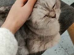 -喵园·猫主题咖啡厅·撸猫·猫咖(国贸店)