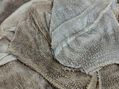 -铜元老码头鳝鱼火锅