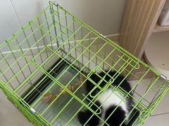-派美特宠物医院·核磁CT·骨科肿瘤·疑难转诊(沈农禾丰店)