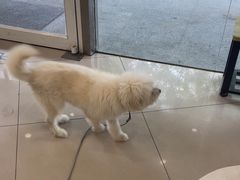 -艾贝尔宠物医院 ·中兽医·宠保定点(北门桥店)