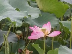 -小王府(什刹海店)