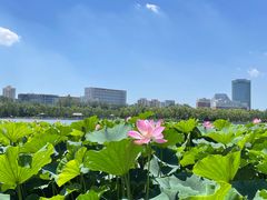 -莲花池公园