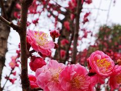 -望江楼公园