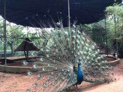 -广东茂名森林公园