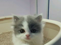 -喵的天空名猫咖啡馆·撸猫·猫舍·用品