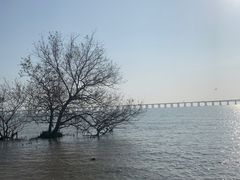 -宝安西湾红树林湿地公园