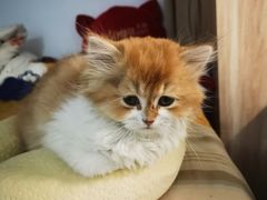 -纳吉亚猫专科动物诊疗中心(蒋宅口分院)
