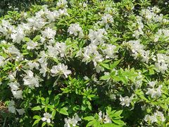 -铁山坪森林公园