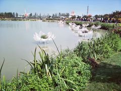 -荷兰花海