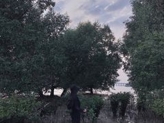 -宝安西湾红树林湿地公园