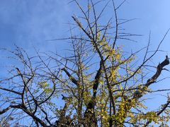 -上海佘山国家森林公园天马山园