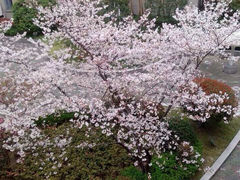 iphone_upload_pic-晋元高级中学附属学校