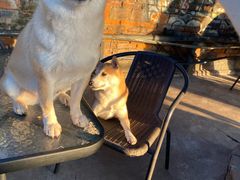 -柴犬高等学院·狗咖·柴犬售卖·宠物训练